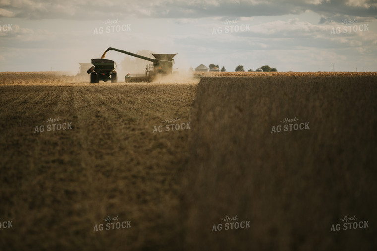Soybean Harvest 6857