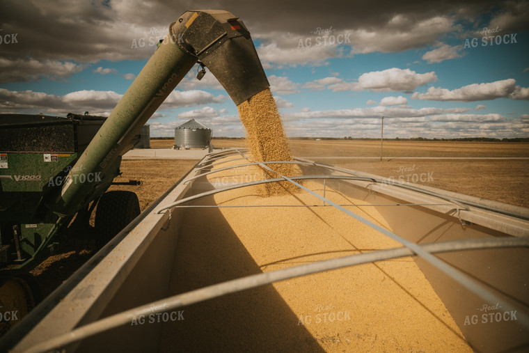 Grain Cart Unloading Soybeans into Semi 6892