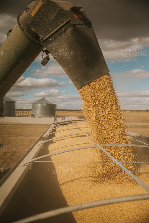 Unloading Soybeans into Semi 6895