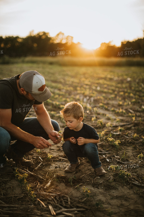 Farmer and Son Digging Up Soybean Plant 6904