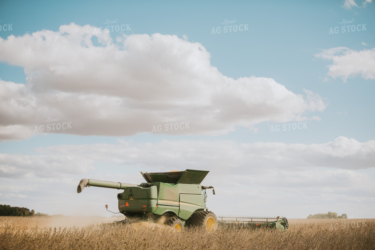 Soybean Harvest 6911