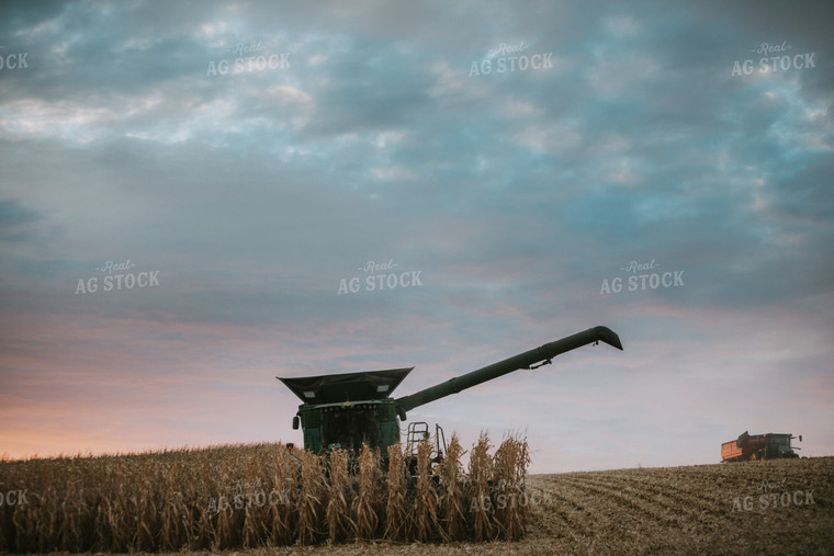 Corn Harvest 6918