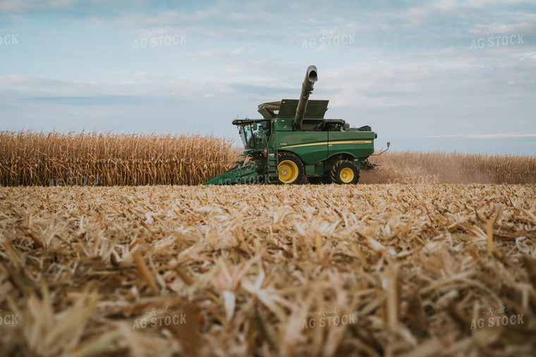 Corn Harvest 6928