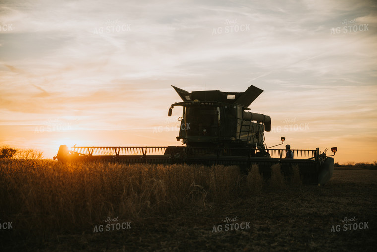 Soybean Harvest at Dusk 6994