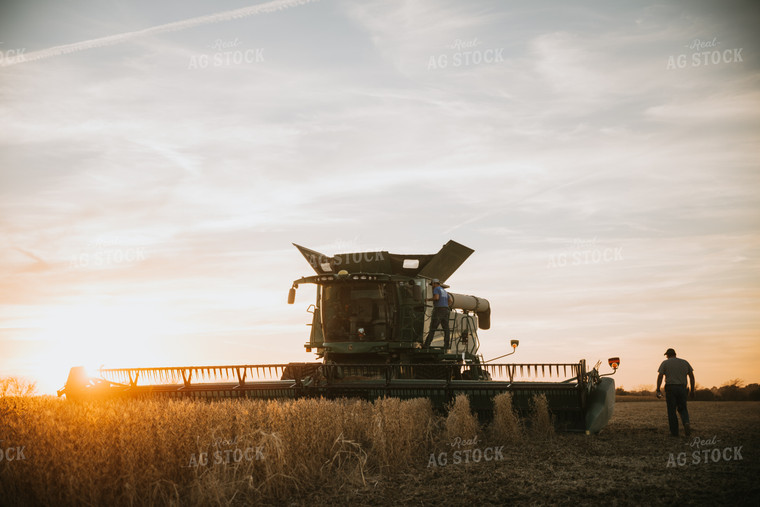Soybean Harvest at Dusk 6995