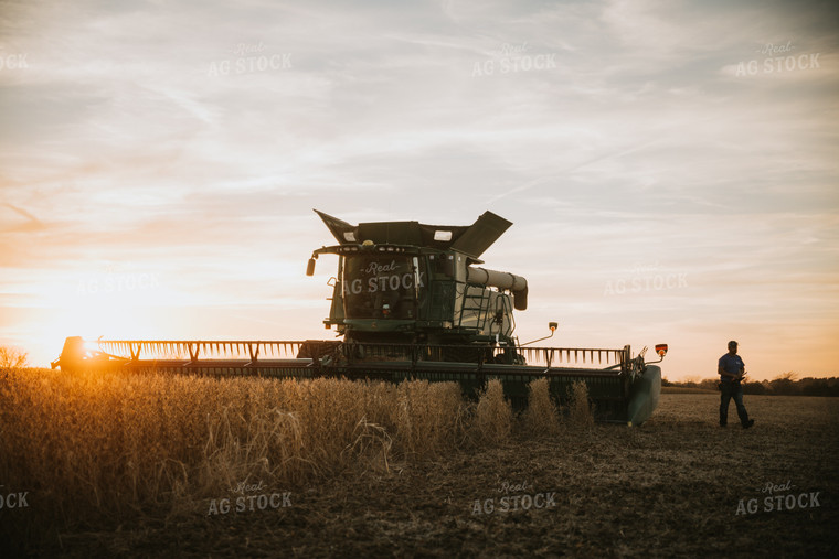 Soybean Harvest at Dusk 6996