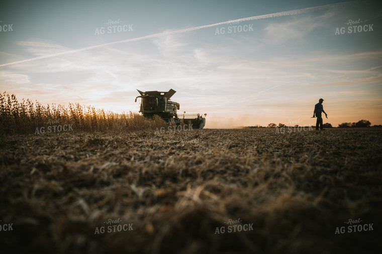 Soybean Harvest at Dusk 6998