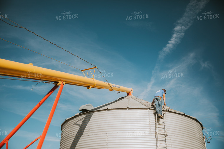 Auger Filling Grain Bin 7066