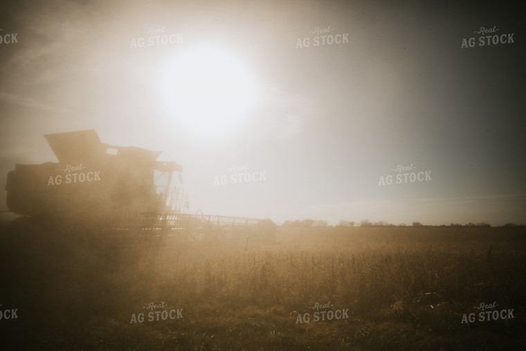 Dusty Soybean Harvest 7095