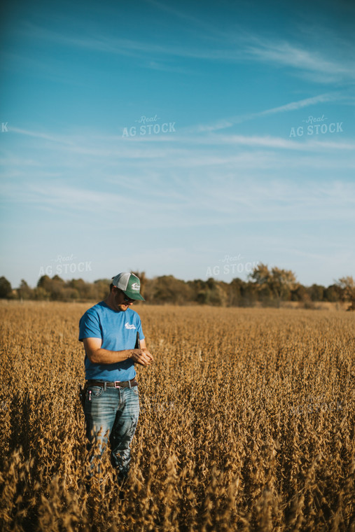 Farmer Examining Soybean Pods 7161