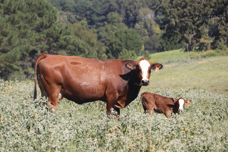 Simbrah Cow and Calf Nursing in Pasture 102014