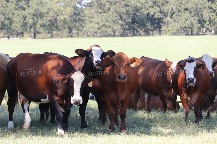 Simbrah Cattle in Pasture 102017