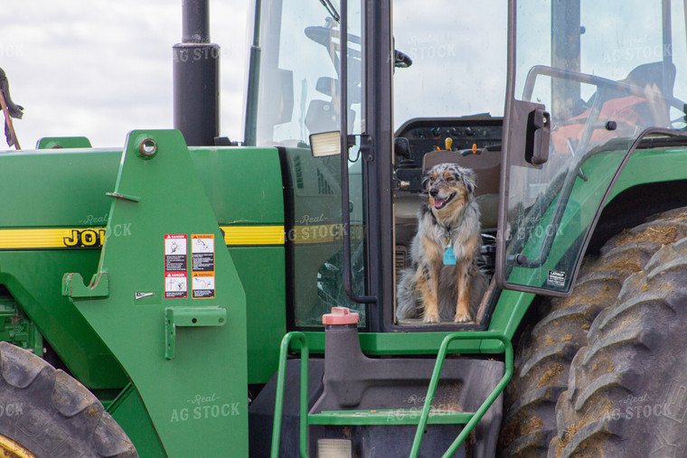 Farm Dog in Tractor 117006
