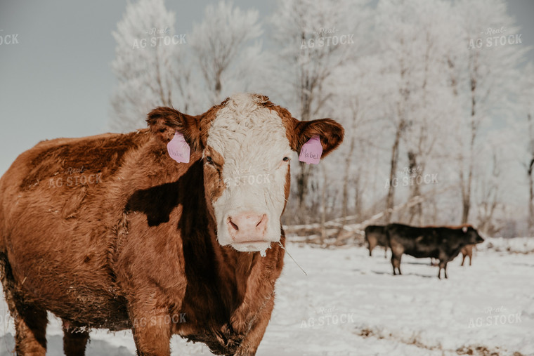 Hereford Cow in Snowy Pasture 118001