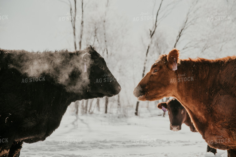 Cattle Looking at Each Other in Pasture 118005