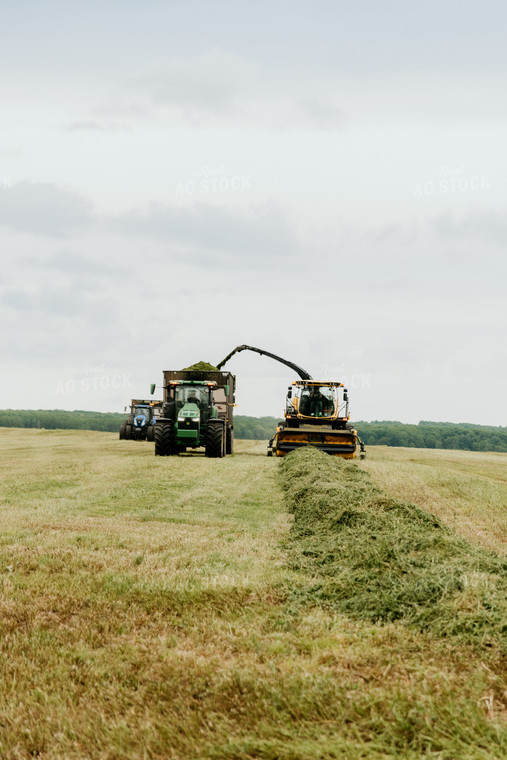 Silage Harvest 118018