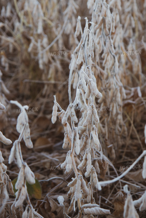 Dried Soybeans 67260