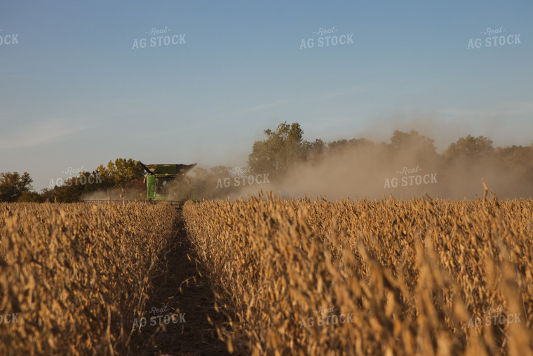 Soybean Harvest 67277