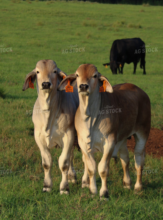 Brahman Cattle in Pasture 119000