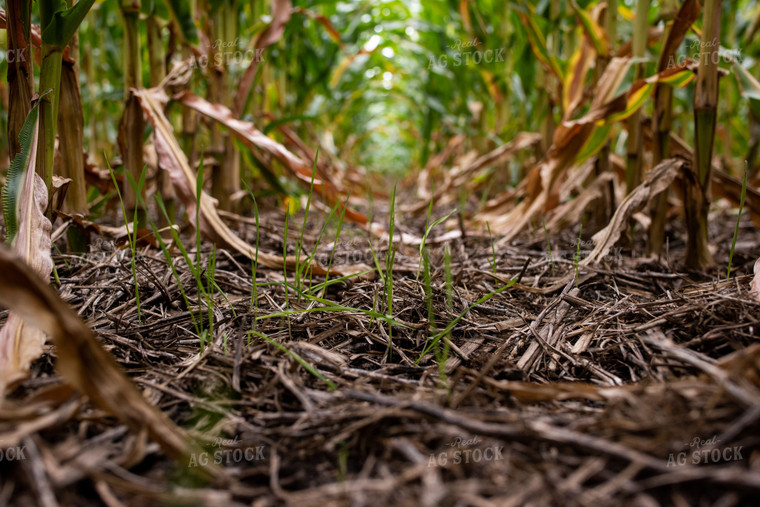 Cover Crop in Corn Field 76280