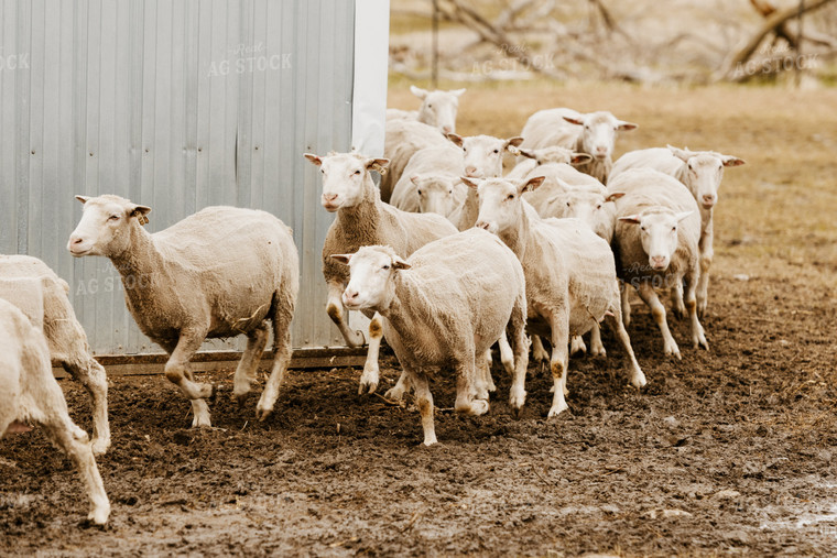 Sheep Running in Farmyard 68124