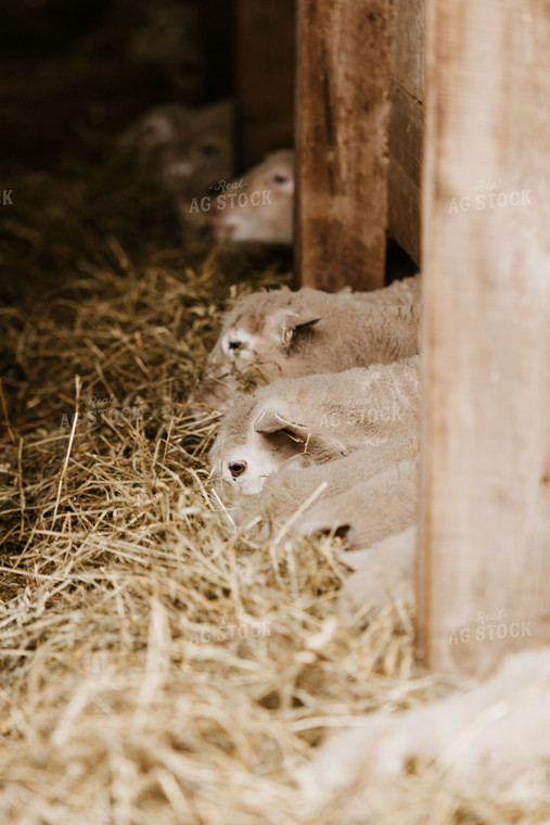 Line of Sheep Eating Straw 68127