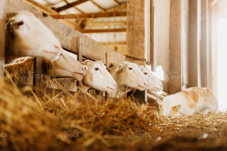 Sheep Eating Straw 68133