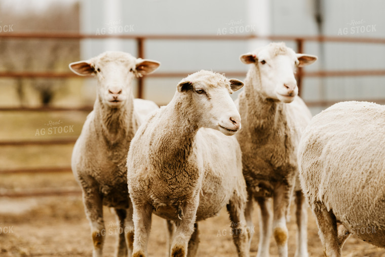 Sheep in Farmyard 68141
