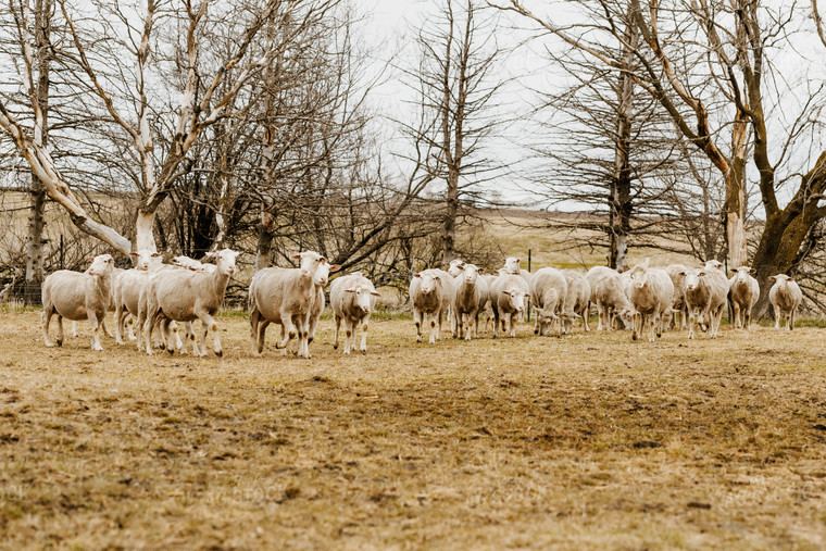 Sheep Grazing in Pasture 68145