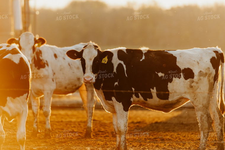 Holstein Cattle in Farmyard 68151