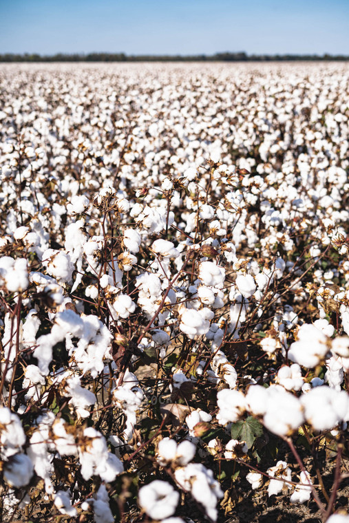 Field of Cotton 91018