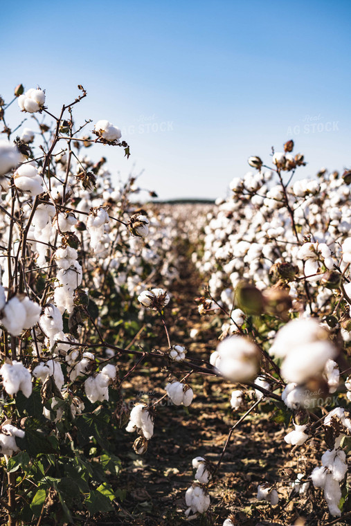 Rows of Cotton 91022