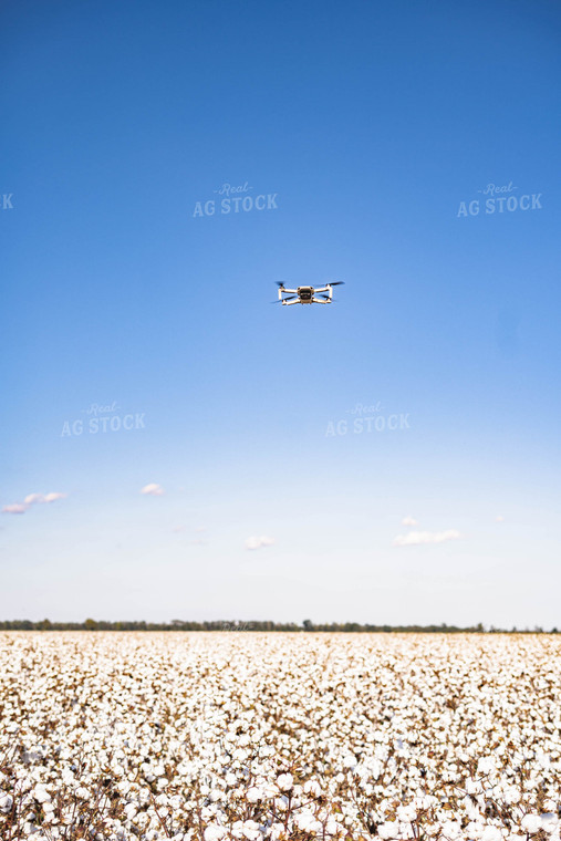 Drone Flying Over Cotton Field 91024