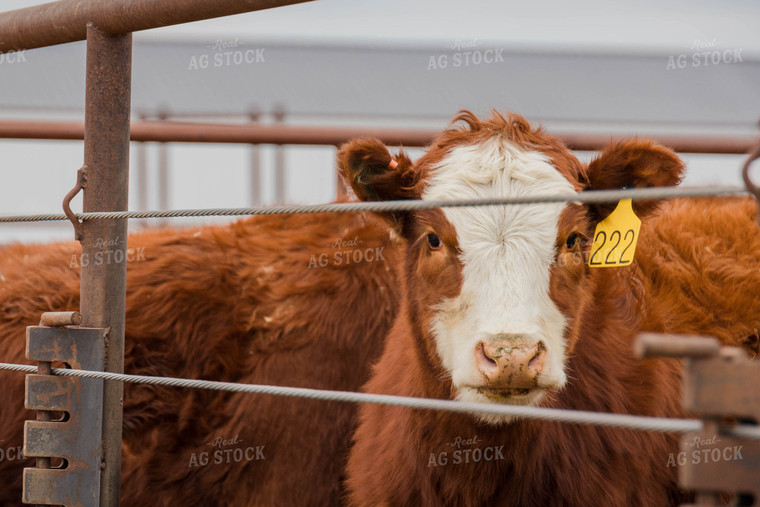 Cattle in Farmyard 97107