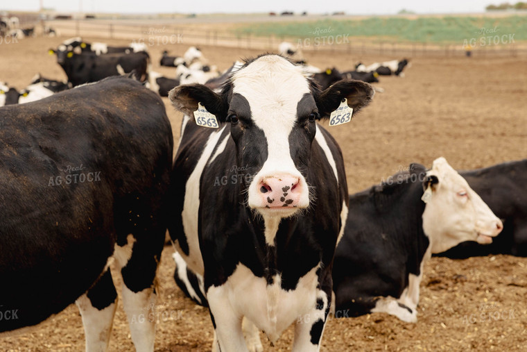 Holstein Cattle in Farmyard 114024