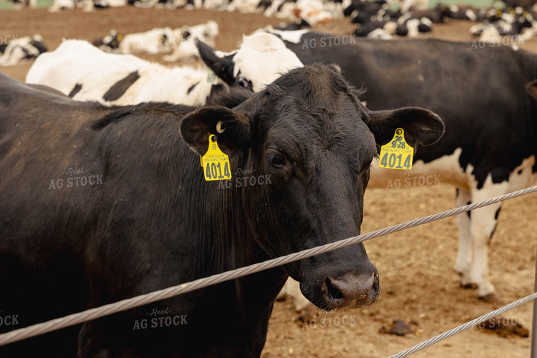 Cattle in Farmyard 114027