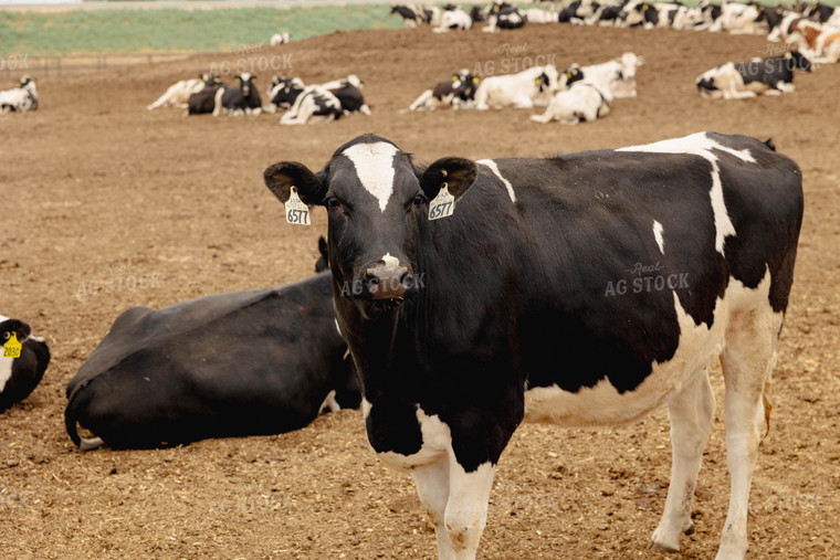 Holstein Cattle in Farmyard 114029