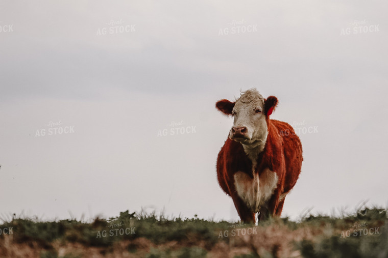 Hereford Cow in Pasture 52576