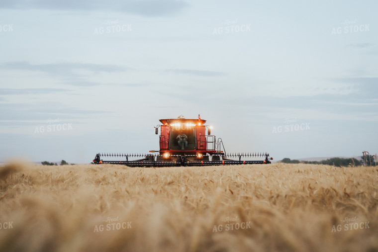 Wheat Harvest 83073