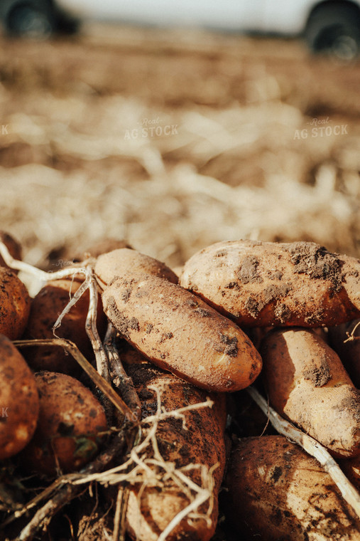 Potato Harvest 83078