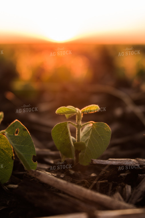Up Close Soybean Plant 7257