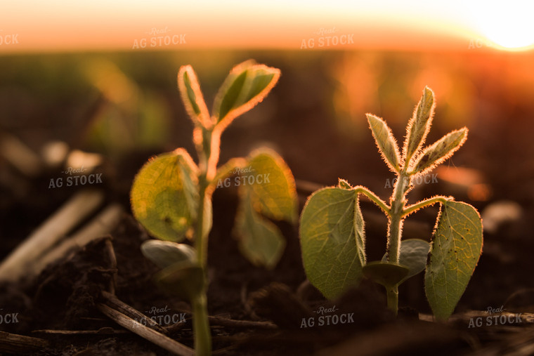 Up Close Soybean Plant 7258