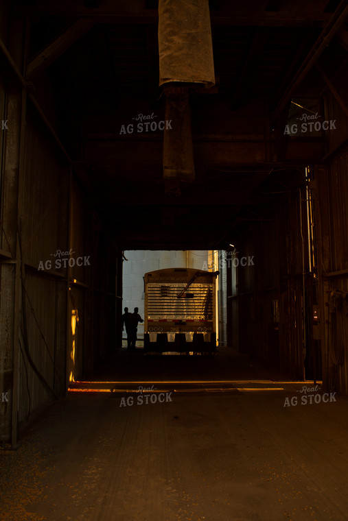 Semi Dumping Grain at Elevator 7267