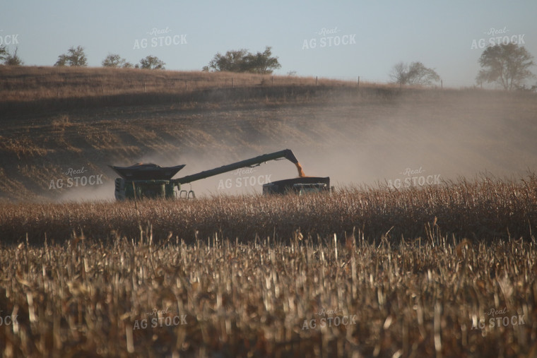 Corn Harvest 82104