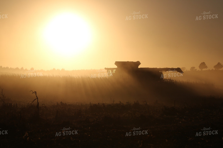 Corn Harvest at Sunset 82106