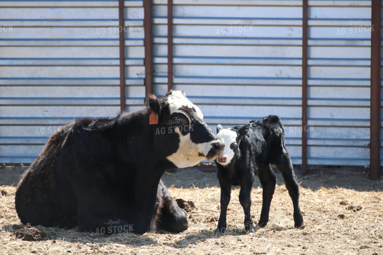 Cow and Calf in Farmyard 82111