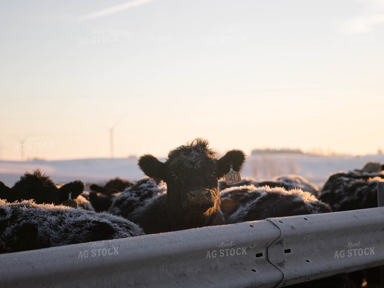 Cattle in Pasture 70159