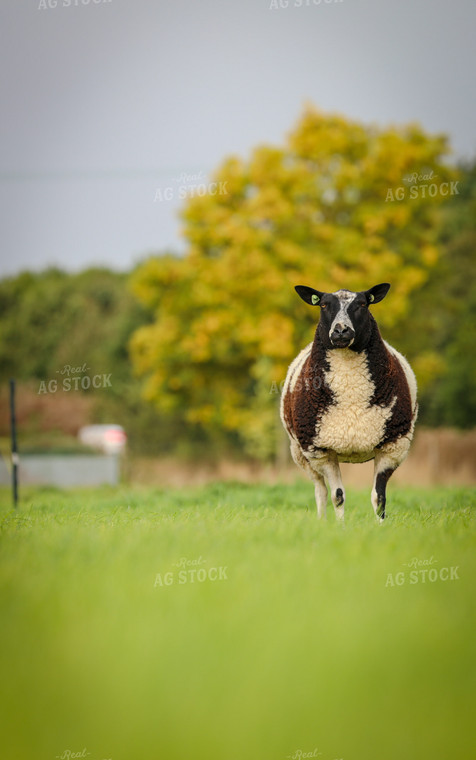 Sheep in Pasture 121001