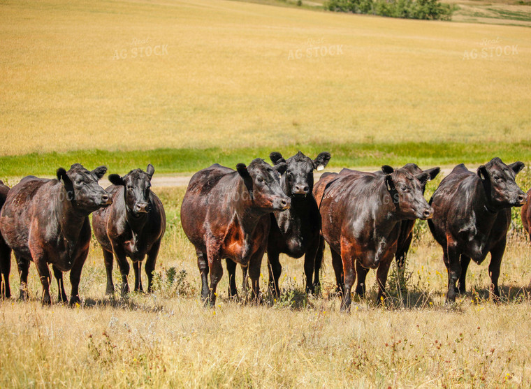 Angus Cattle in Pasture 81113