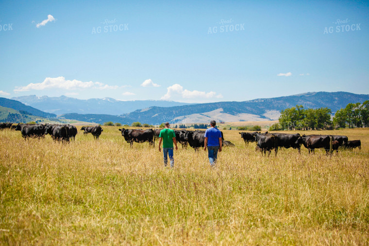 Cattle and Farmers in Pasture 81114